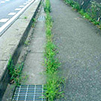 歩道の雑草